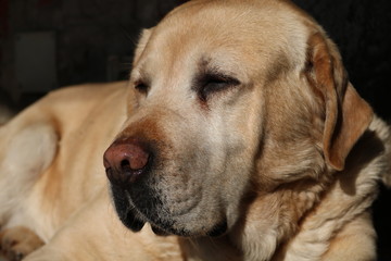 cute yellow labrador