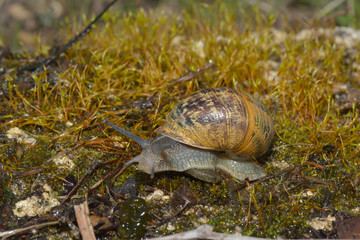 Schnecke im Moos