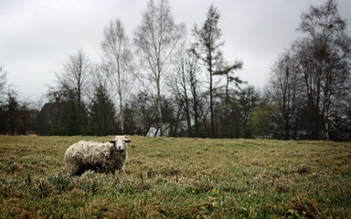 Obraz premium Dirty evil sheep on grass
