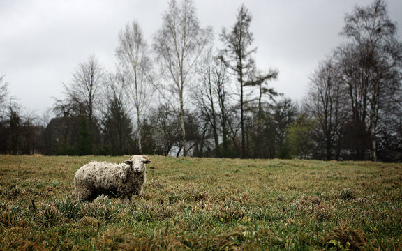 Dirty Evil Sheep On Grass