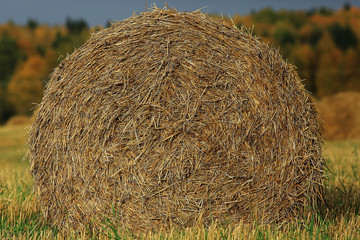 landscape haystacks in a field of autumn village