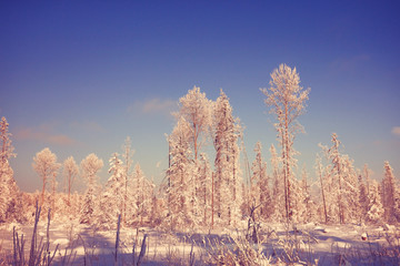 amazing winter landscape at sunset in forest