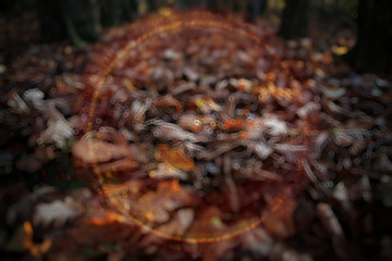 autumnal background with fallen yellow leaves