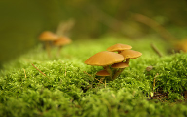 Mushrooms on moss