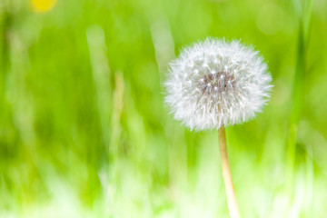 Pusteblume in Großaufnahme auf hellgrüner Wiese