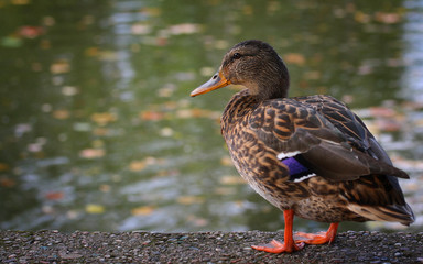 Duck on lake