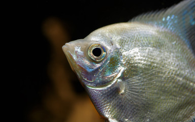 White scalar fish eye
