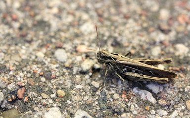 Grasshopper on stone