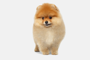 miniature Pomeranian Spitz puppy standing on white background, front view