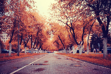 Fototapeta premium autumn landscape in the city park