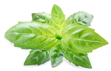 Basil leaves on the white background.