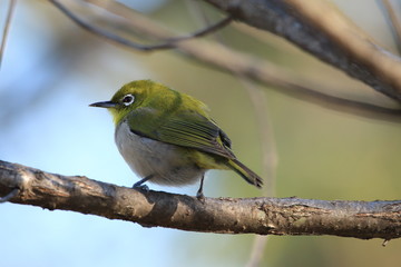 メジロ　スズメ目メジロ科メジロ属