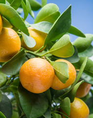  Ripe tangerine fruits on the tree.