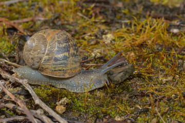 Schnecke im Moos