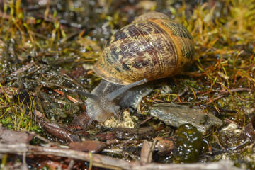 Schnecke im Moos
