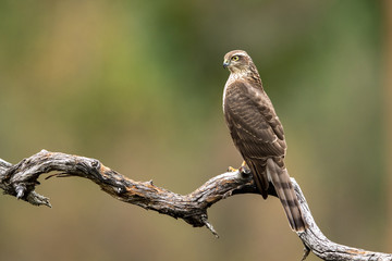 Sparrow hawk female Accipiter nisus sitting on a curved branch