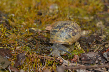 Schnecke im Moos