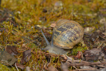 Schnecke im Moos