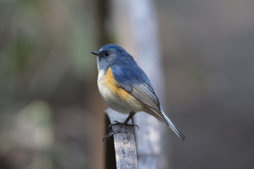 Red-flanked bluetail of Shibuya Tokyo