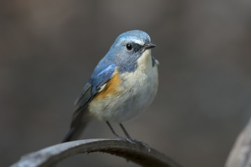 Red-flanked bluetail of Shibuya Tokyo