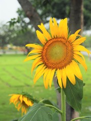 Big Sunflower Blossom In Field Of Sunflowers