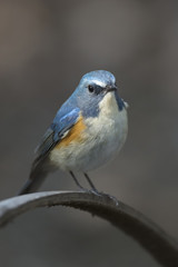 Red-flanked bluetail of Shibuya Tokyo
