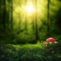Obraz premium Ciemny magiczny las