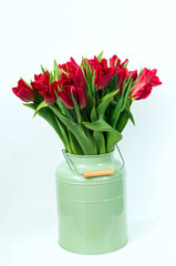Red tulips on white background