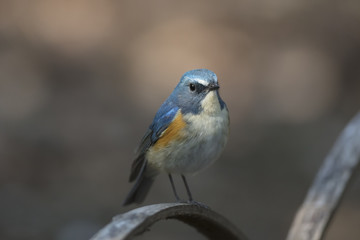 Red-flanked bluetail of Shibuya Tokyo