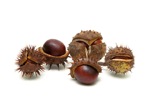 Fruits of chestnut isolated on white background close-up.