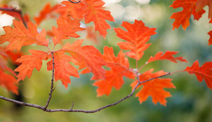 Autumn landscape in park beautiful red maple leaves. Shallow depth of field, soft focus photo