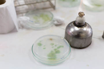 Petri dish for Phytoplankton and inoculum for culture in laboratories.