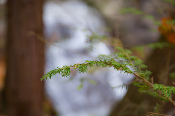 Eastern Hemlock Needles
