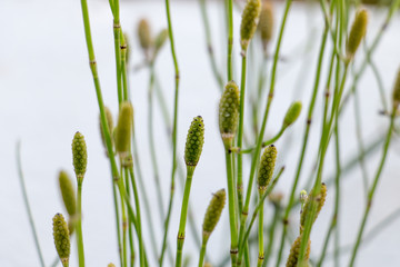 Equisetum in laboratory