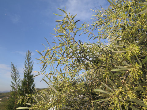 Olive tree in flower