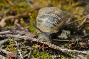 Weinbergschnecke kriecht durch Moos