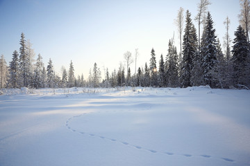 nature landscape winter forest frosted