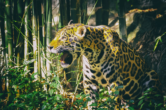 Image of a jaguar on nature background. Wild Animals.