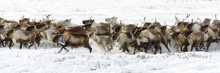 Naklejka premium Reindeers migrate for a best grazing in the tundra nearby of polar circle in a cold winter day.