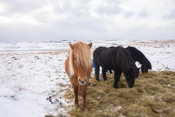 Iceland horses in the snow, winter - March 2017