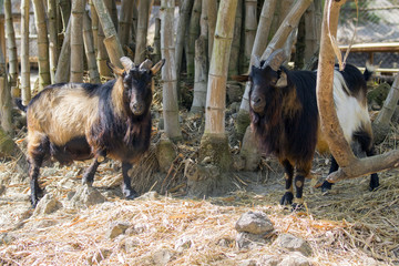 Image of a two goat on nature background. wild animals.