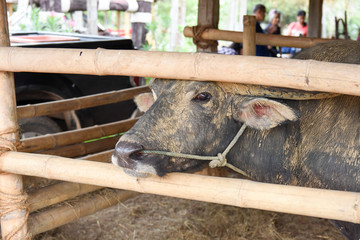 portrait of albino buffalo in farm