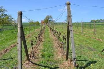 line tied wine vineyard in spring