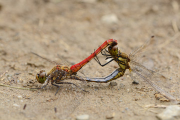 アキアカネトンボの交尾