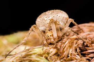 Latrodectus