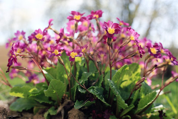 flowerbed with flowers in the city park in the spring