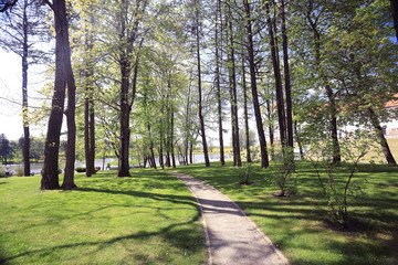 Obraz premium Alley in spring park green trees