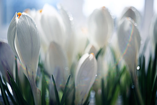 Spring Bouquet Of White Flowers Background