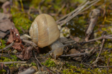 Weinbergschnecke kriecht durch Moos