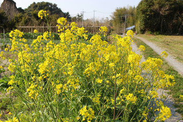 菜の花の群生